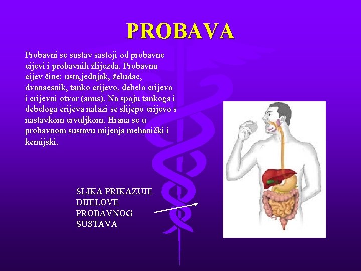 PROBAVA Probavni se sustav sastoji od probavne cijevi i probavnih žlijezda. Probavnu cijev čine: