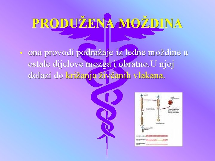 PRODUŽENA MOŽDINA • ona provodi podražaje iz leđne moždine u ostale dijelove mozga i