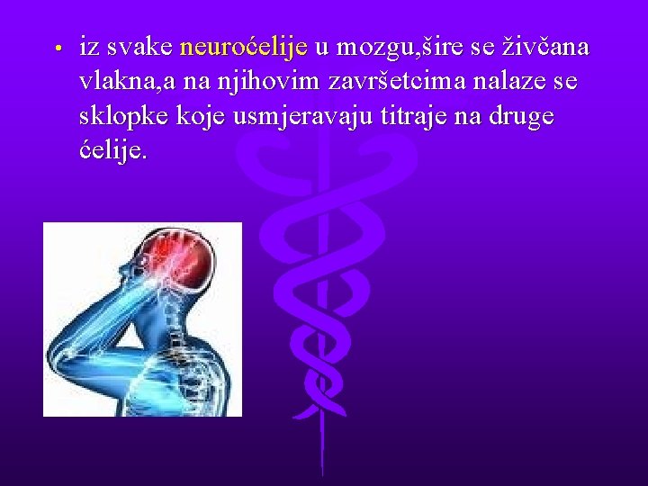  • iz svake neuroćelije u mozgu, šire se živčana vlakna, a na njihovim