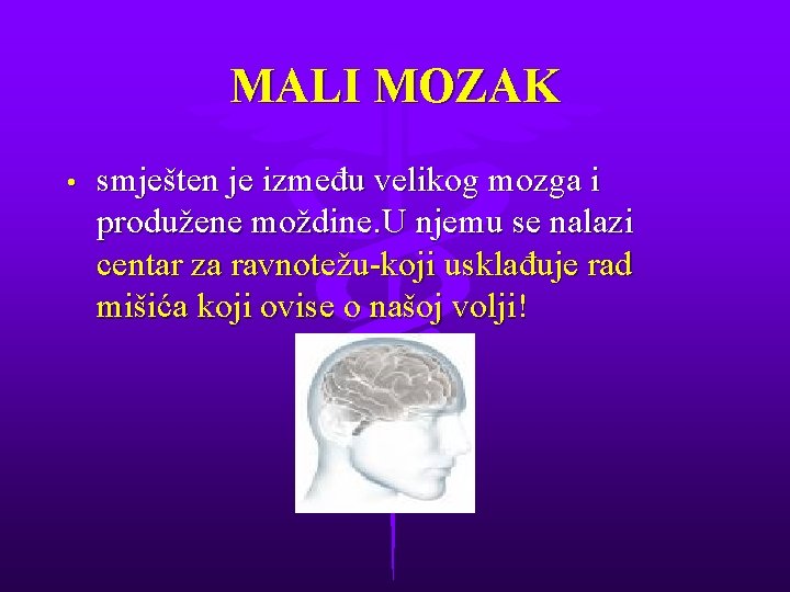 MALI MOZAK • smješten je između velikog mozga i produžene moždine. U njemu se
