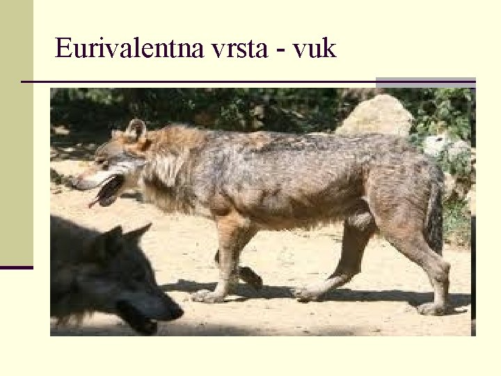 Eurivalentna vrsta - vuk 