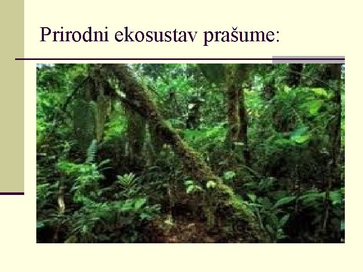Prirodni ekosustav prašume: 