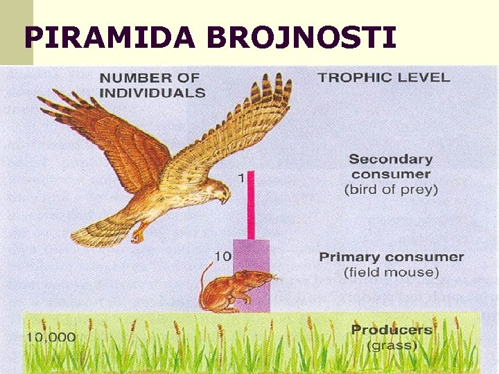 PIRAMIDA BROJNOSTI 