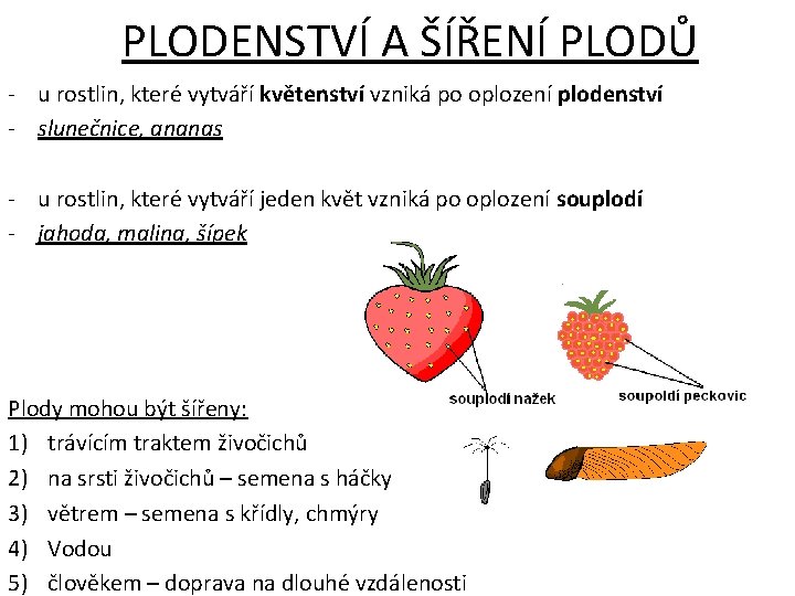 PLODENSTVÍ A ŠÍŘENÍ PLODŮ - u rostlin, které vytváří květenství vzniká po oplození plodenství