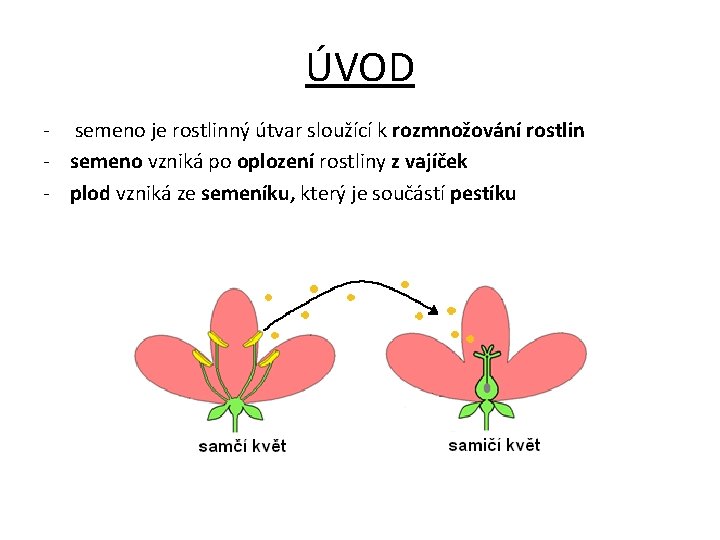 ÚVOD - semeno je rostlinný útvar sloužící k rozmnožování rostlin - semeno vzniká po