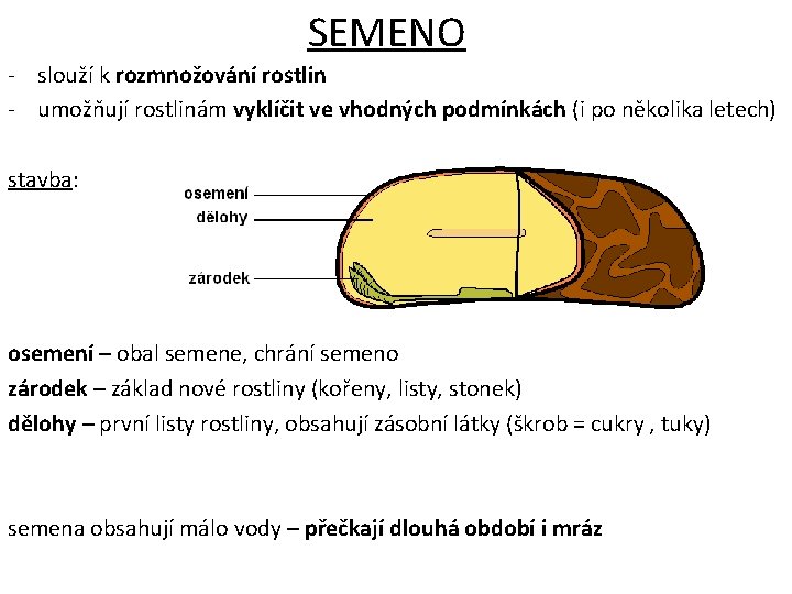 SEMENO - slouží k rozmnožování rostlin - umožňují rostlinám vyklíčit ve vhodných podmínkách (i