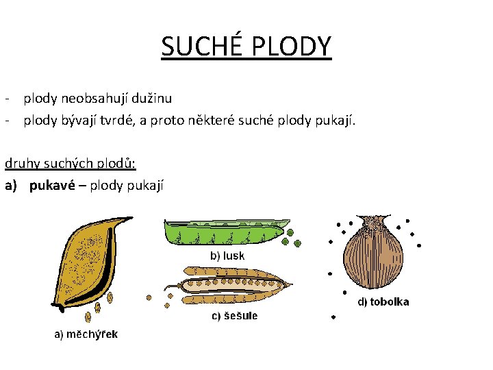 SUCHÉ PLODY - plody neobsahují dužinu - plody bývají tvrdé, a proto některé suché