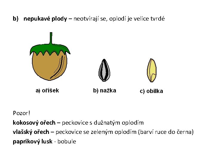 b) nepukavé plody – neotvírají se, oplodí je velice tvrdé Pozor! kokosový ořech –