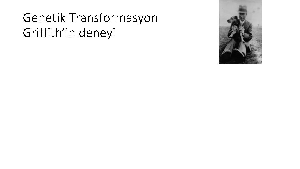 Genetik Transformasyon Griffith’in deneyi 