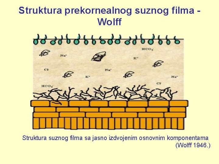 Struktura prekornealnog suznog filma Wolff Struktura suznog filma sa jasno izdvojenim osnovnim komponentama (Wolff