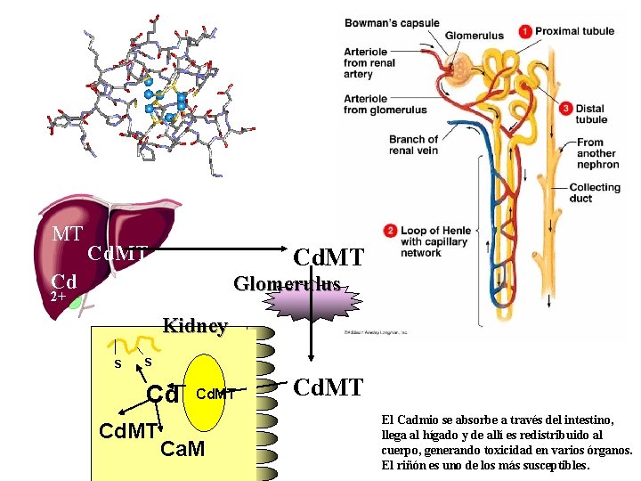 MT Cd Glomerulus 2+ Kidney S S Cd Cd. MT Ca. M Cd. MT