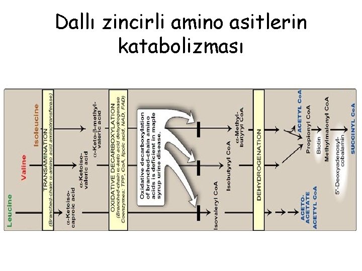 Dallı zincirli amino asitlerin katabolizması 