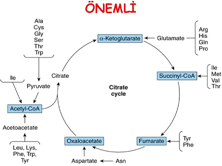 ÖNEMLİ 