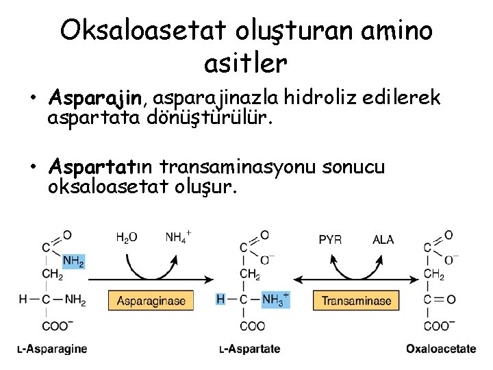 Oksaloasetat oluşturan amino asitler • Asparajin, asparajinazla hidroliz edilerek aspartata dönüştürülür. • Aspartatın transaminasyonu