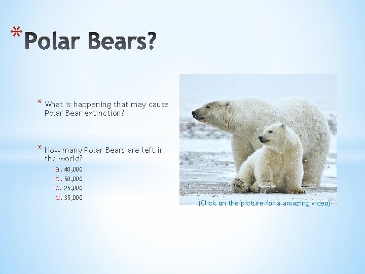 * * What is happening that may cause Polar Bear extinction? * How many