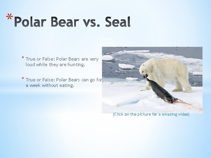 * * True or False: Polar Bears are very loud while they are hunting.