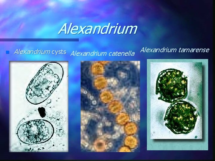 Alexandrium n Alexandrium cysts Alexandrium catenella Alexandrium tamarense 