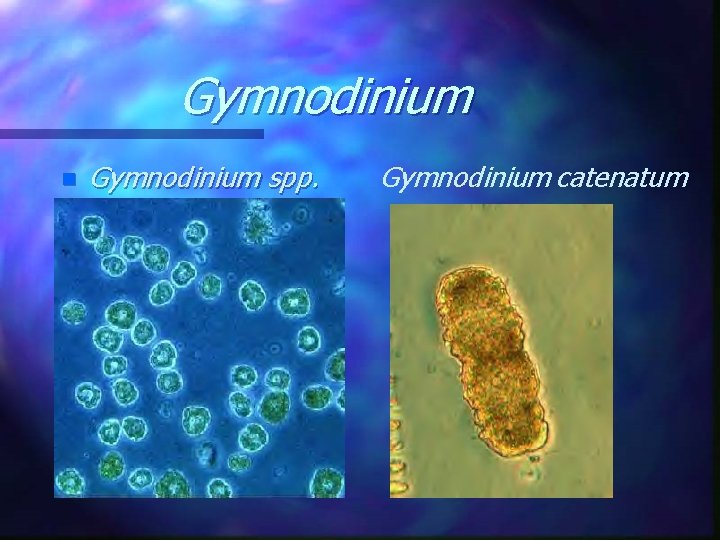 Gymnodinium n Gymnodinium spp. Gymnodinium catenatum 