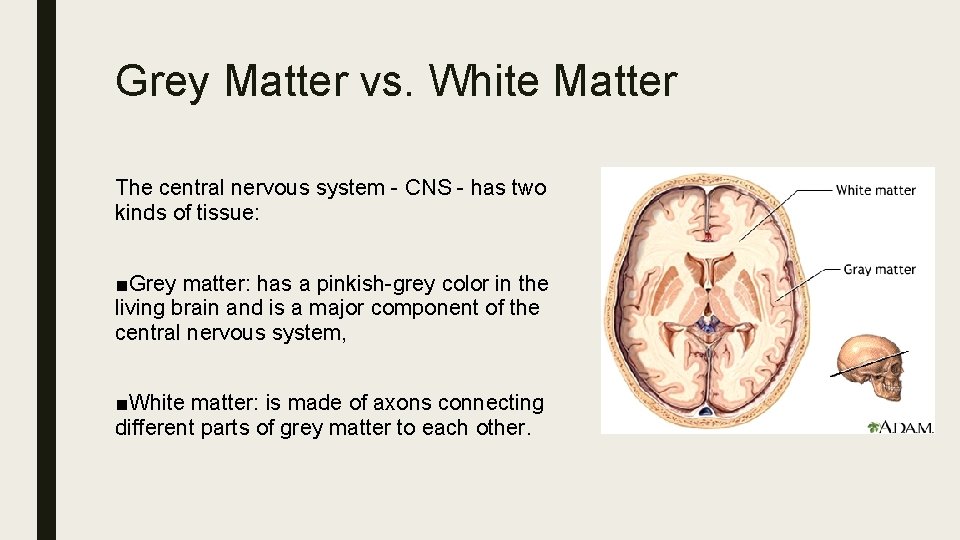 Grey Matter vs. White Matter The central nervous system - CNS - has two