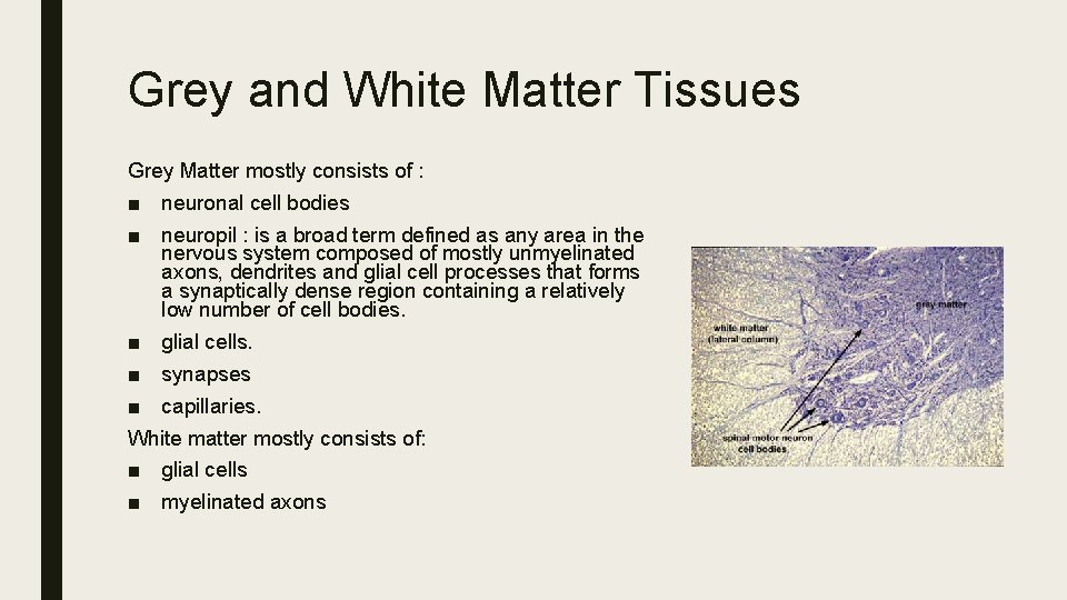 Grey and White Matter Tissues Grey Matter mostly consists of : ■ neuronal cell