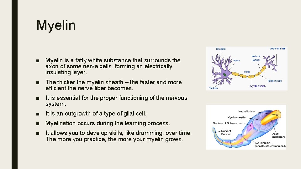 Myelin ■ Myelin is a fatty white substance that surrounds the axon of some