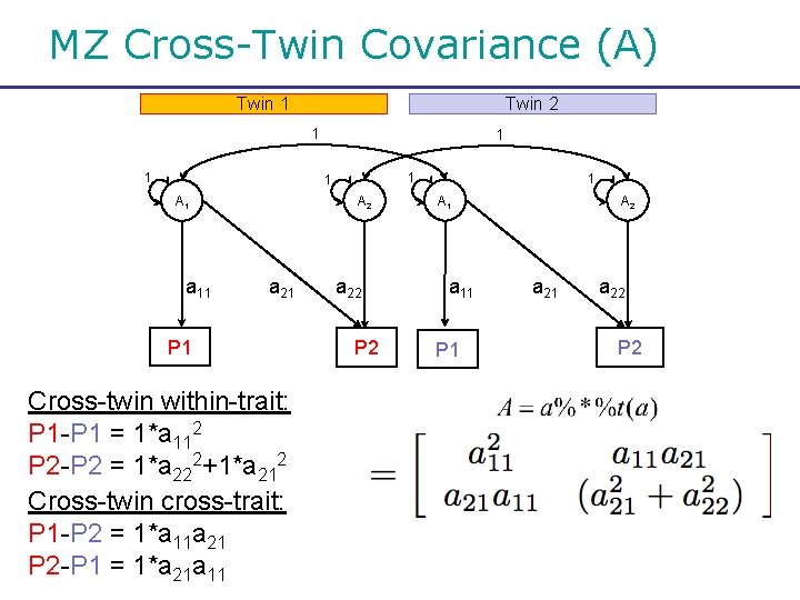 MZ Cross-Twin Covariance (A) Twin 1 Twin 2 1 1 1 A 1 a