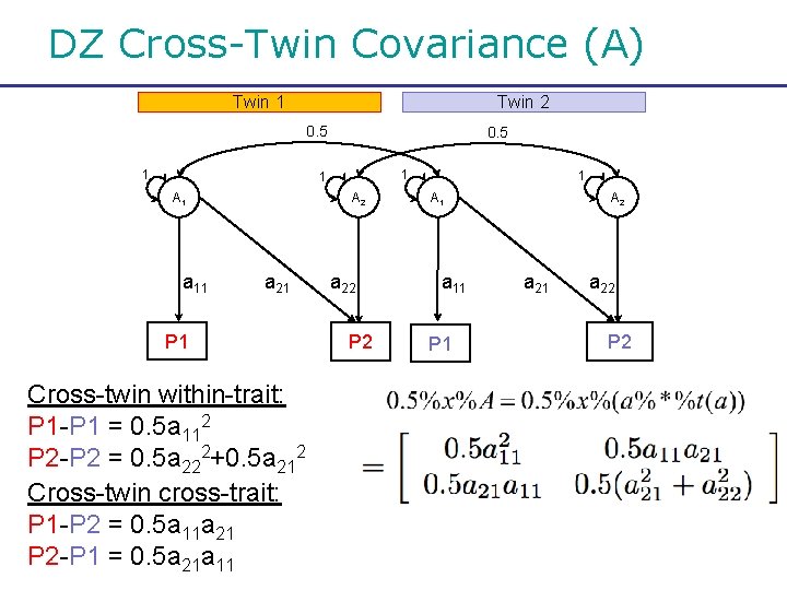 DZ Cross-Twin Covariance (A) Twin 1 Twin 2 0. 5 1 1 A 1