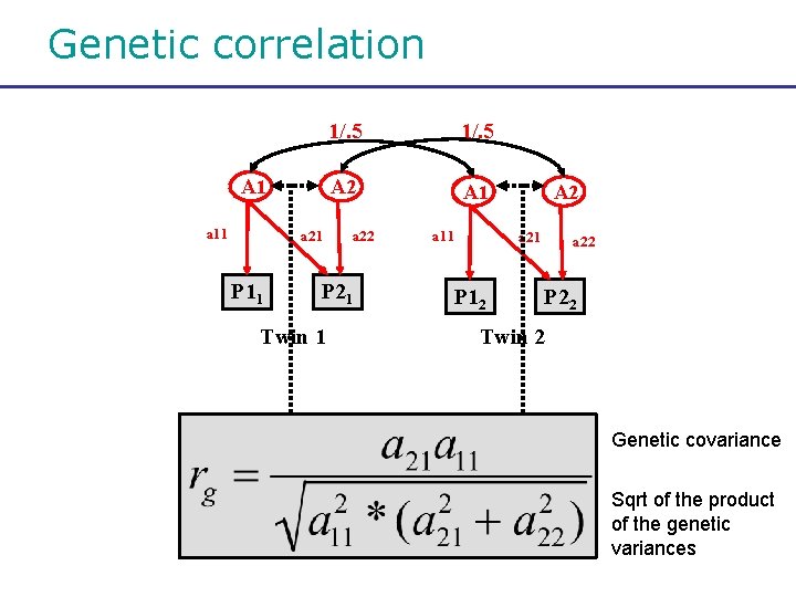 Genetic correlation A 1 a 11 a 21 P 11 1/. 5 A 2
