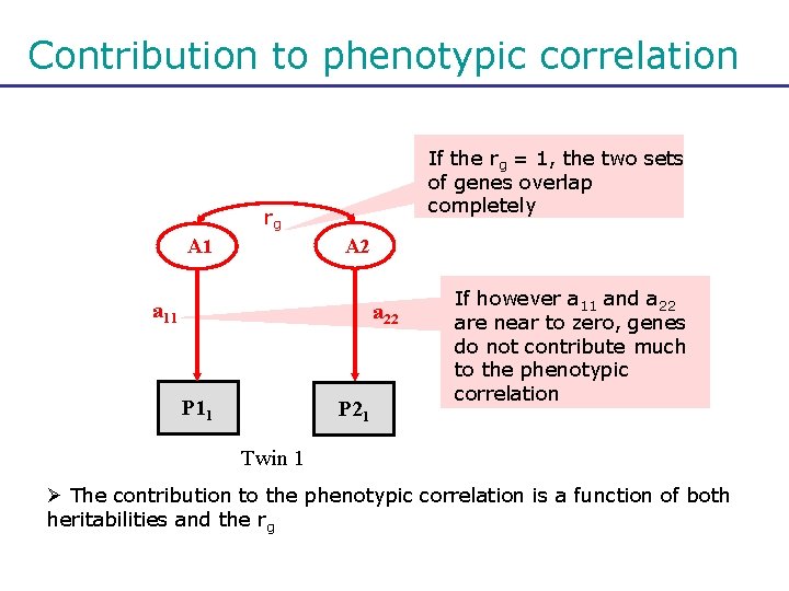 Contribution to phenotypic correlation If the rg = 1, the two sets of genes