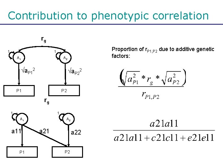 Contribution to phenotypic correlation rg 1 Proportion of r. P 1, P 2 due