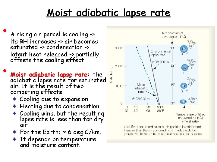 Moist adiabatic lapse rate • • A rising air parcel is cooling -> its