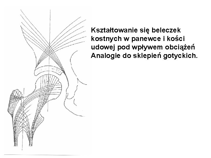 Kształtowanie się beleczek kostnych w panewce i kości udowej pod wpływem obciążeń Analogie do