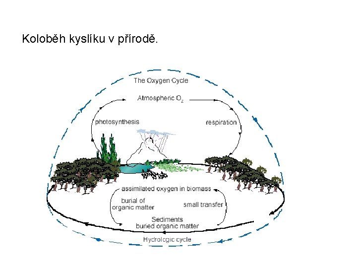 Koloběh kyslíku v přírodě. 