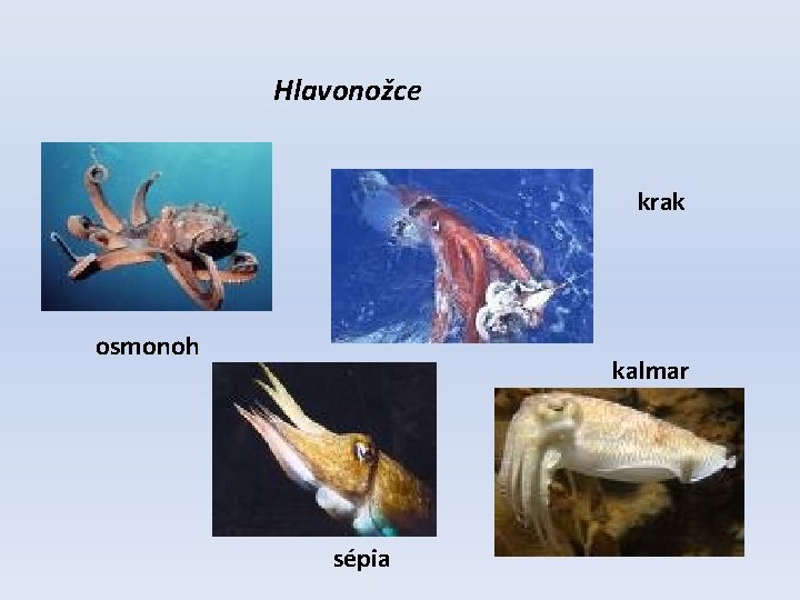 Hlavonožce krak osmonoh kalmar sépia 