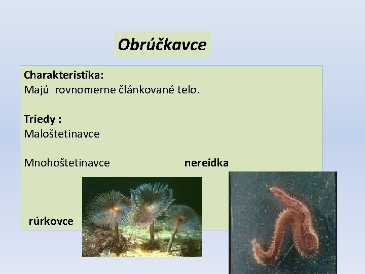 Obrúčkavce Charakteristika: Majú rovnomerne článkované telo. Triedy : Maloštetinavce Mnohoštetinavce rúrkovce nereidka 