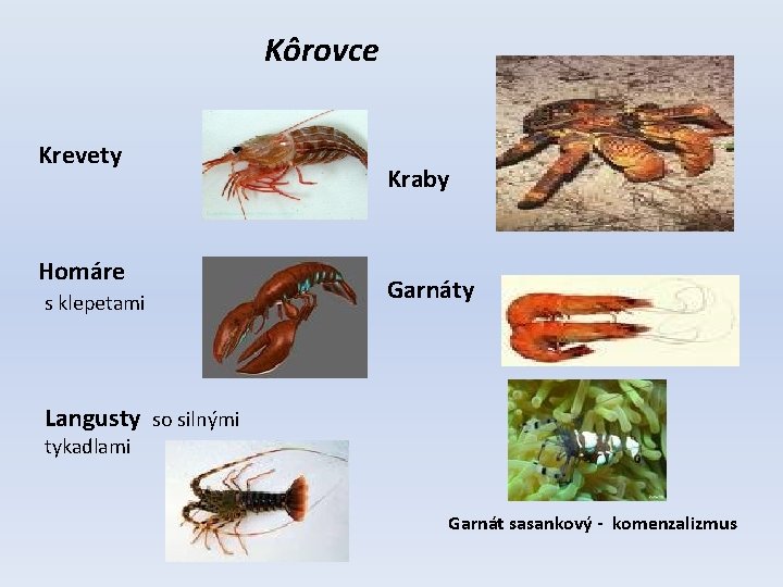 Kôrovce Krevety Homáre s klepetami Kraby Garnáty Langusty so silnými tykadlami Garnát sasankový -