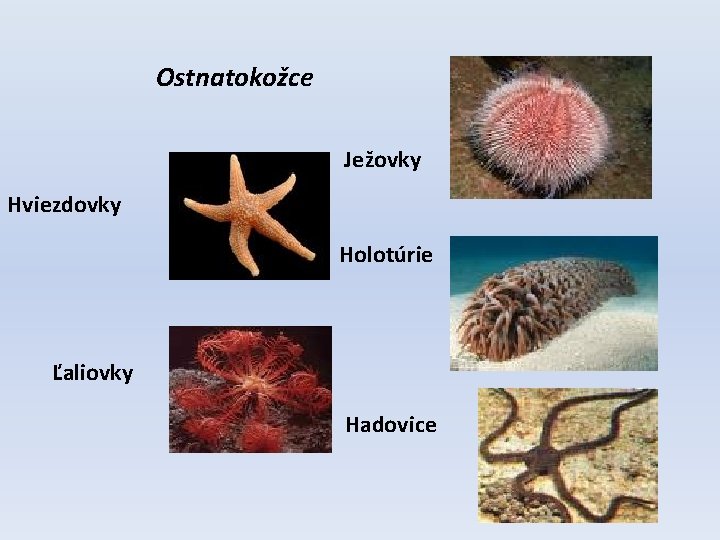 Ostnatokožce Ježovky Hviezdovky Holotúrie Ľaliovky Hadovice 