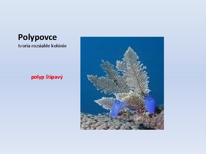 Polypovce tvoria rozsiahle kolónie polyp štípavý 