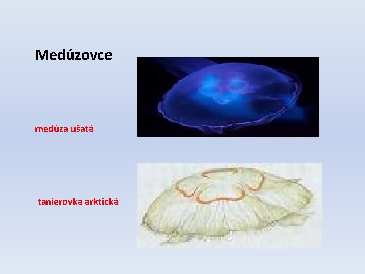 Medúzovce medúza ušatá tanierovka arktická 