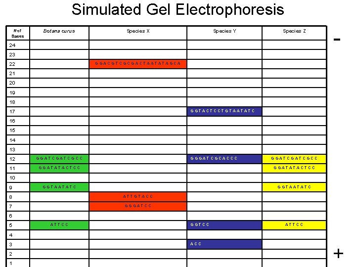 Simulated Gel Electrophoresis # of Bases Botana curus Species X Species Y Species Z