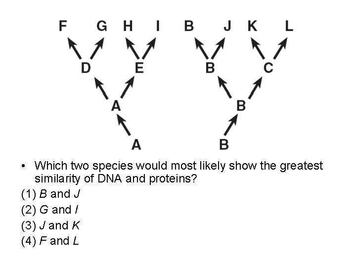  • Which two species would most likely show the greatest similarity of DNA