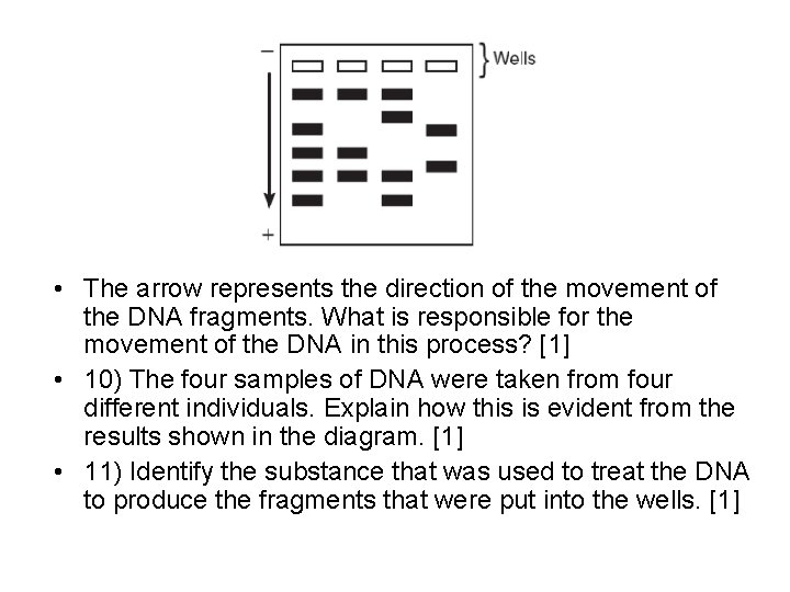  • The arrow represents the direction of the movement of the DNA fragments.