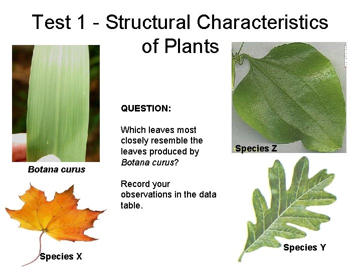 Test 1 - Structural Characteristics of Plants QUESTION: Botana curus Which leaves most closely