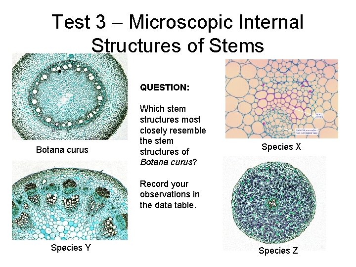 Test 3 – Microscopic Internal Structures of Stems QUESTION: Botana curus Which stem structures