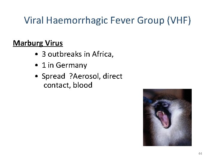 Viral Haemorrhagic Fever Group (VHF) Marburg Virus • 3 outbreaks in Africa, • 1