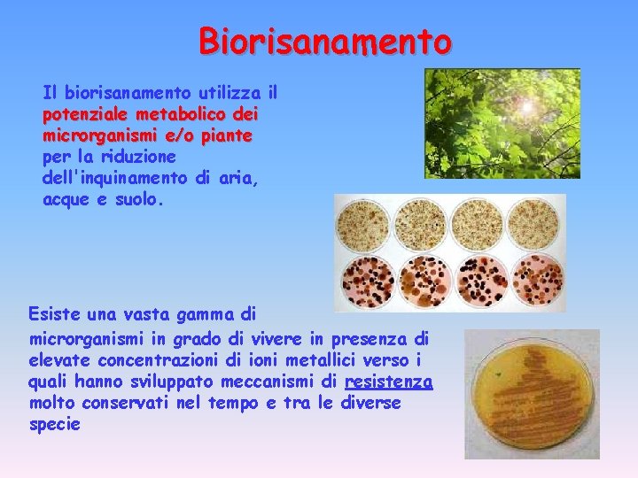 Biorisanamento Il biorisanamento utilizza il potenziale metabolico dei microrganismi e/o piante per la riduzione