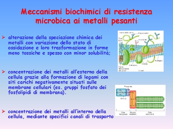 Meccanismi biochimici di resistenza microbica ai metalli pesanti Ø alterazione della speciazione chimica dei
