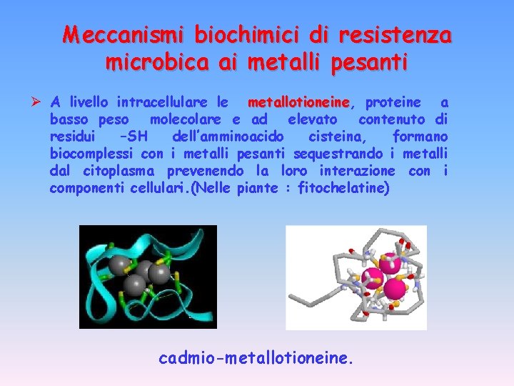 Meccanismi biochimici di resistenza microbica ai metalli pesanti Ø A livello intracellulare le metallotioneine,