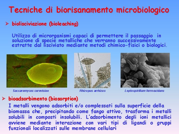 Tecniche di biorisanamento microbiologico Ø biolisciviazione (bioleaching) Utilizzo di microrganismi capaci di permettere il
