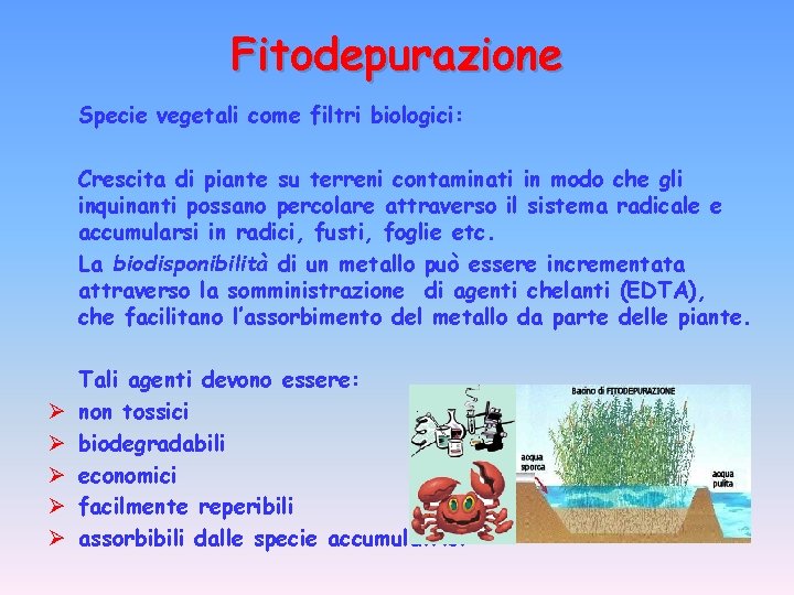 Fitodepurazione Specie vegetali come filtri biologici: Crescita di piante su terreni contaminati in modo